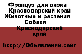 Француз для вязки - Краснодарский край Животные и растения » Собаки   . Краснодарский край